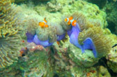 Dream Islands : 3 เกาะในฝัน