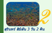 สุรินทร์ สิมิลัน 3 วัน 2 คืน