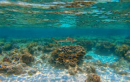 ทัวร์เต็มวัน Oh Yes, ที่เกาะสุรินทร์สวยกว่าเยอะ