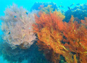 Least Effect: 3 วัน 2 คืน เกาะลันตา เกาะรอก เกาะกระดาน