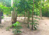 4 วันเชื่อมต่อ ตรัง กระบี่ เชี่ยวหลาน