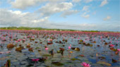 เร่ร่อน 4 จังหวัด นครศรีธรรมราช กระบี่ พัทลุง ตรัง
