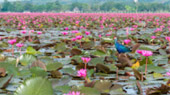 เร่ร่อน 4 จังหวัด นครศรีธรรมราช กระบี่ พัทลุง ตรัง