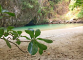 Day Trip: หมู่เกาะแหวน ทะเลตรัง เช้าเย็นกลับ