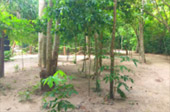 The Blue Lagoon: 1 วัน