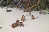 เกาะพีพี Private Group โดยเรือหางยาว จากเกาะยาว เช้าเย็นกลับ
